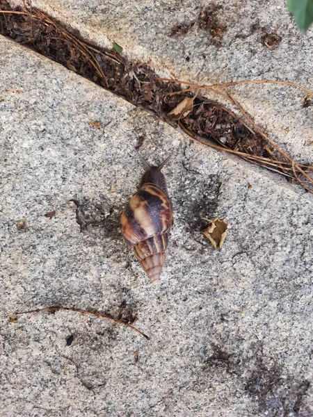 Closeup Beautiful Indian Brown Color Garden Snail Shell Top Nature — Stock Fotó