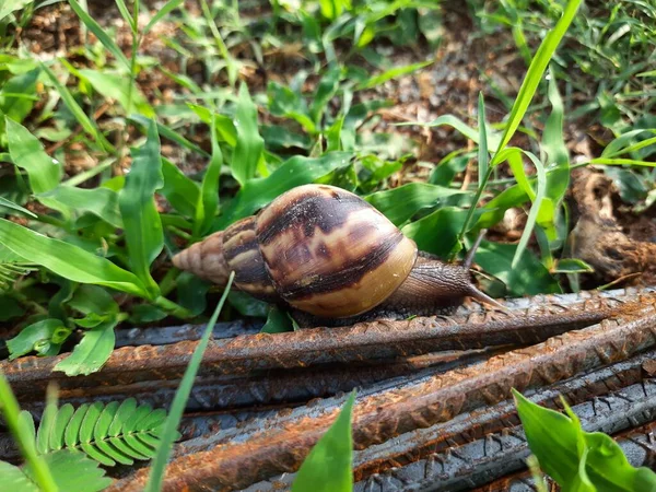 Closeup Beautiful Indian Brown Color Garden Snail Shell Top Nature — 图库照片