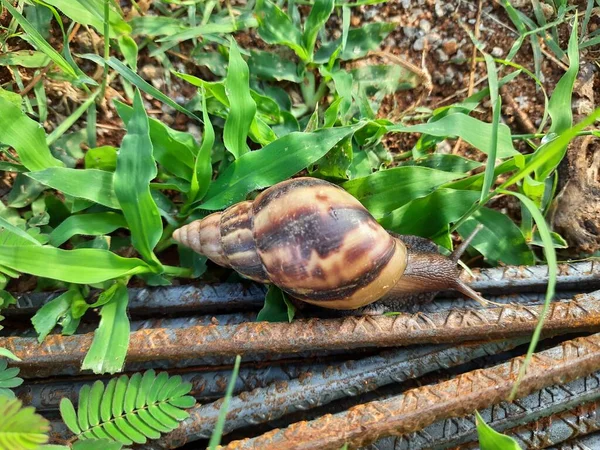 Closeup Beautiful Indian Brown Color Garden Snail Shell Top Nature — 图库照片