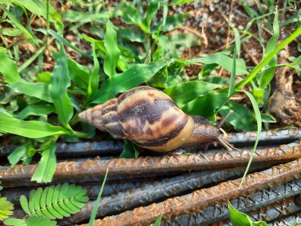 Closeup Beautiful Indian Brown Color Garden Snail Shell Top Nature — 图库照片