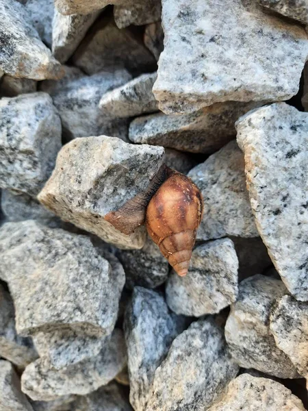 Closeup Beautiful Indian Brown Color Garden Snail Shell Top Nature — Foto Stock