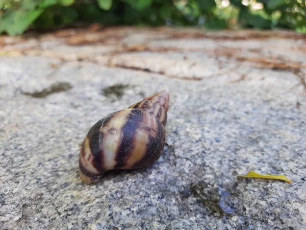 Closeup Beautiful Indian Brown Color Garden Snail Shell Top Nature — 图库照片