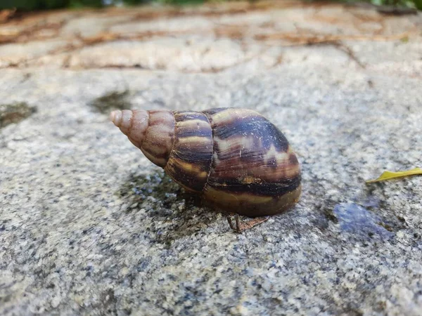 Closeup Beautiful Indian Brown Color Garden Snail Shell Top Nature — 图库照片