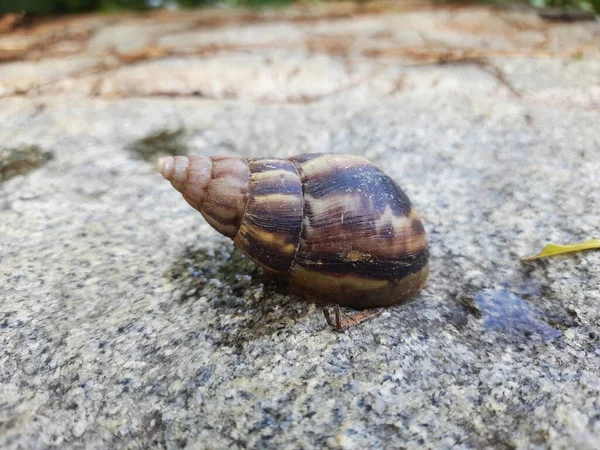 Closeup Beautiful Indian Brown Color Garden Snail Shell Top Nature — 图库照片