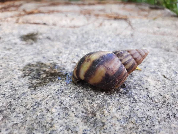 Closeup Beautiful Indian Brown Color Garden Snail Shell Top Nature — 图库照片