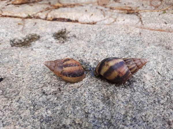 Closeup Beautiful Indian Brown Color Garden Snail Shell Top Nature — 图库照片