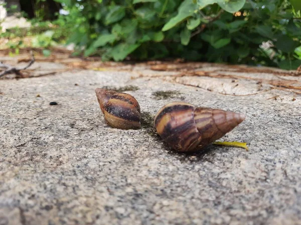 Closeup Beautiful Indian Brown Color Garden Snail Shell Top Nature — Foto de Stock