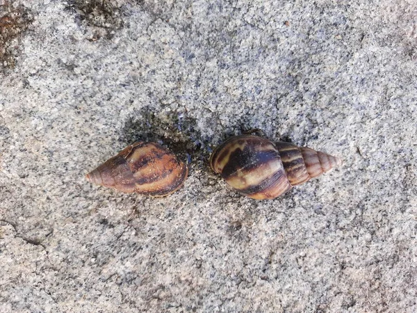 Closeup Beautiful Indian Brown Color Garden Snail Shell Top Nature — Foto Stock