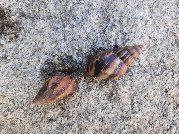 Closeup Beautiful Indian Brown Color Garden Snail Shell Top Nature — ストック写真