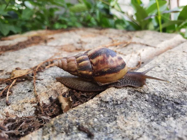 Nahaufnahme Von Schönen Indischen Braunen Farbe Gartenschnecke Mit Muschel Auf — Stockfoto