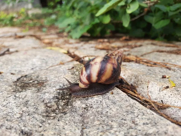 Closeup Beautiful Indian Brown Color Garden Snail Shell Top Nature — 图库照片