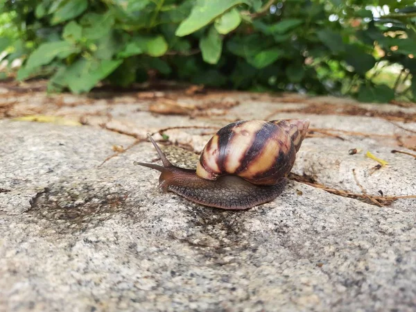 Closeup Beautiful Indian Brown Color Garden Snail Shell Top Nature — Foto Stock