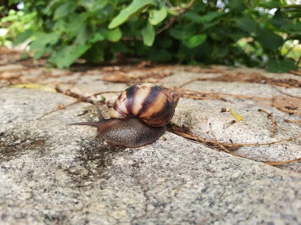 Closeup Beautiful Indian Brown Color Garden Snail Shell Top Nature — 图库照片