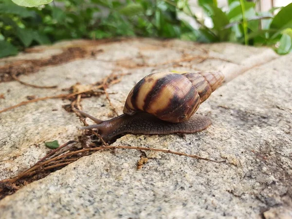 Closeup Beautiful Indian Brown Color Garden Snail Shell Top Nature — Fotografia de Stock