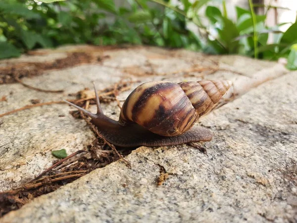 Closeup Beautiful Indian Brown Color Garden Snail Shell Top Nature — Stock fotografie