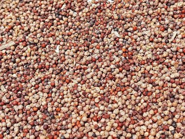 Closeup of Ragi or Finger Millet holding in hand and spreading to dry under the sunlight in a ground in house terrace at Bangalore, Karnataka, India