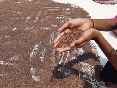 Closeup of Ragi or Finger Millet holding in hand and spreading to dry under the sunlight in a ground in house terrace at Bangalore, Karnataka, India