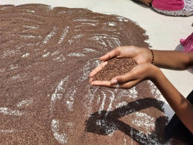 Closeup of Ragi or Finger Millet holding in hand and spreading to dry under the sunlight in a ground in house terrace at Bangalore, Karnataka, India
