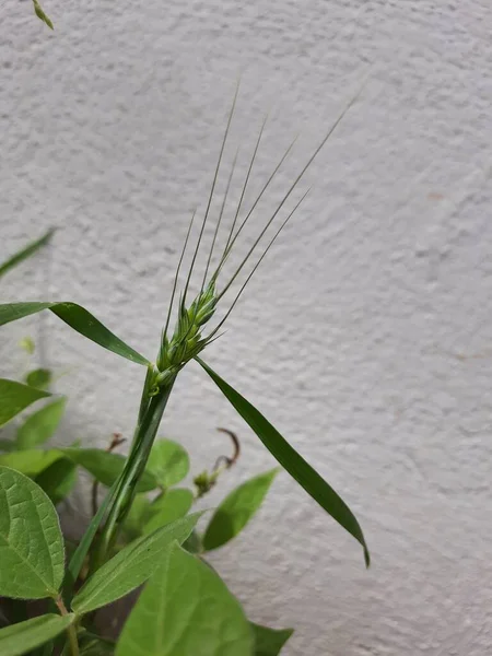 Closeup Sementes Arroz Arroz Jovem Paddy Crescendo Jardim Casa Pote — Fotografia de Stock