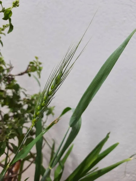 ポット内の家庭菜園で栽培されている若い水田の種や米の閉鎖 — ストック写真
