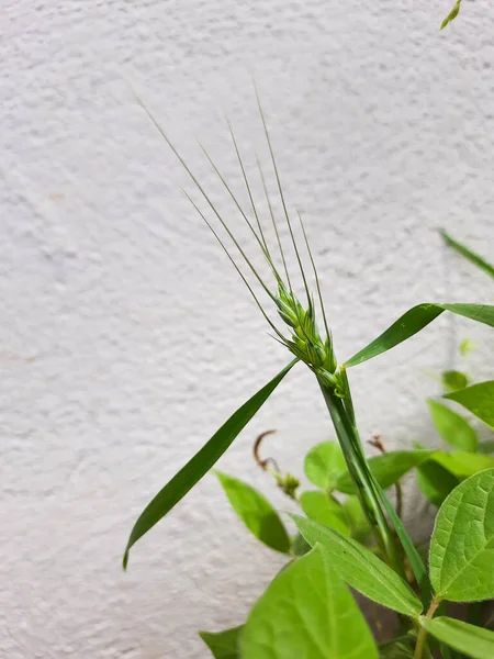 Closeup Sementes Arroz Arroz Jovem Paddy Crescendo Jardim Casa Pote — Fotografia de Stock