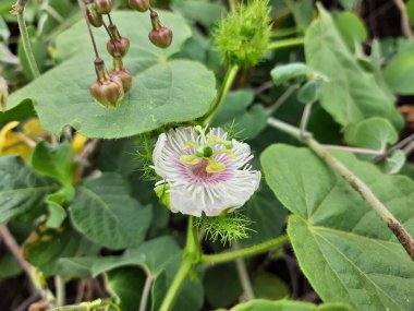 Güzel Hint beyazı ve pembesi renginin yakın çekimi. Vahşi Tutku Çiçeği ve doğal arka planda bir bitki.