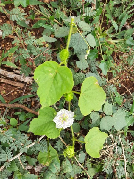 Güzel Hint Beyazı Pembesi Renginin Yakın Çekimi Vahşi Tutku Çiçeği — Stok fotoğraf