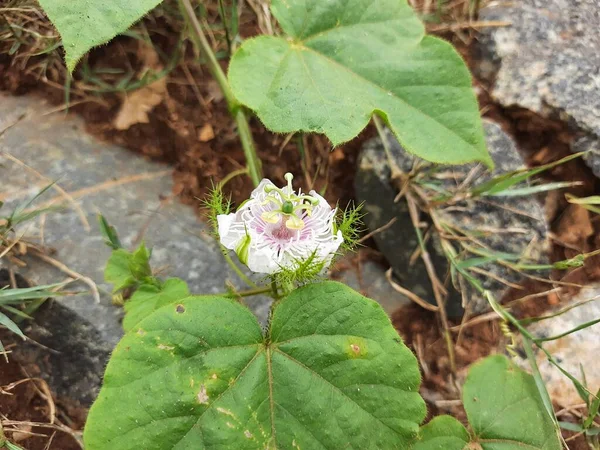 Primer Plano Hermosa India Blanco Rosa Color Salvaje Pasión Flor —  Fotos de Stock