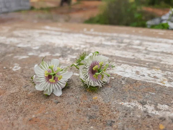 美しいインドの白とピンクの色の野生の情熱の閉鎖自然を背景に植物の花と果物 — ストック写真