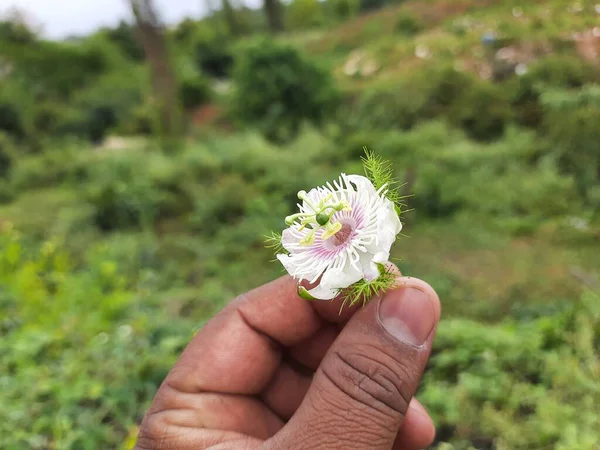 Κοντινό Πλάνο Του Όμορφου Ινδικού Λευκού Και Ροζ Χρώματος Άγριο — Φωτογραφία Αρχείου