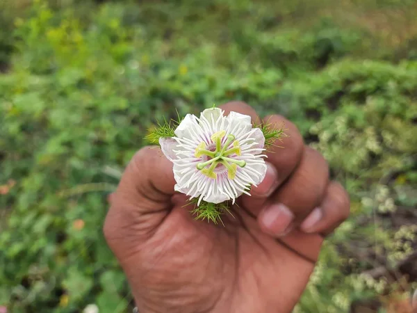 色彩艳丽的印度白色粉红野花和植物果实在自然背景中的遮掩 — 图库照片