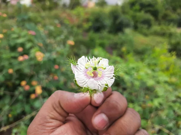 Одяг Прекрасної Індійської Білої Рожевої Фарби Дика Квітка Фрукти Рослині — стокове фото