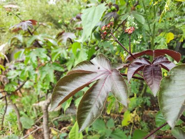 Güzel Jatropha Curcas Linn 'in yakın çekimi. Çiçekli, meyveli ve çok renkli bitkiler motor için biyoenerji için yeni bir yol..