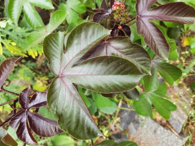 Güzel Jatropha Curcas Linn 'in yakın çekimi. Çiçekli, meyveli ve çok renkli bitkiler motor için biyoenerji için yeni bir yol..