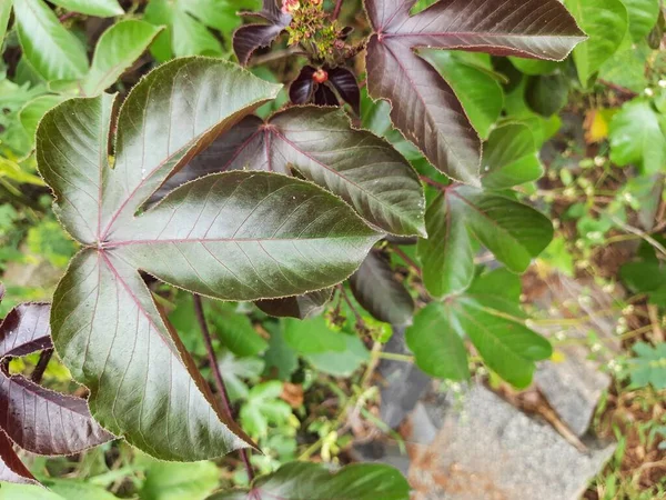 Nahaufnahme Der Schönen Jatropha Curcas Linn Pflanze Mit Blüten Früchten — Stockfoto