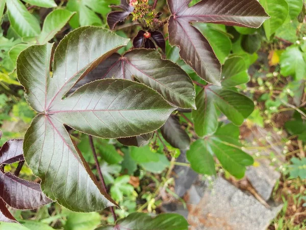 Apropierea Frumoaselor Curcas Jatropha Linn Plantă Frunze Flori Fructe Multe — Fotografie, imagine de stoc