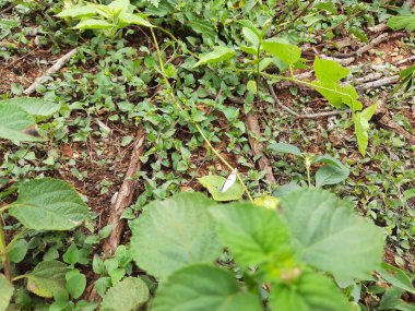 Kelebek kanatlarının kapanması ve farklı türde bitkilerin büyümesi