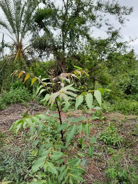 Nahaufnahme Einer Jungen Neem Pflanze Die Leeres Land Mit Naturhintergrund — Stockfoto