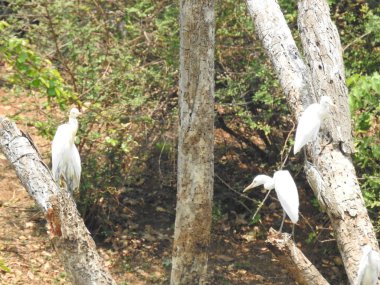Güzel bir Hint grubuna ve barajın arka suyundaki bir ağaç dalındaki bekâr beyaz turna kuşuna yakın çekim..