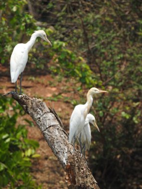 Güzel bir Hint grubuna ve barajın arka suyundaki bir ağaç dalındaki bekâr beyaz turna kuşuna yakın çekim..