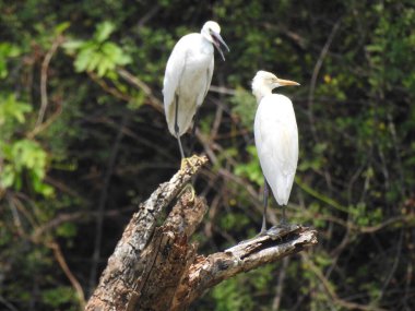 Güzel bir Hint grubuna ve barajın arka suyundaki bir ağaç dalındaki bekâr beyaz turna kuşuna yakın çekim..