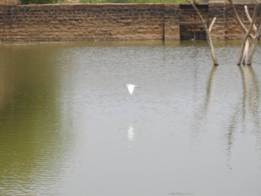 Güzel bir Hint grubuna ve barajın arka suyundaki bir ağaç dalındaki bekâr beyaz turna kuşuna yakın çekim..