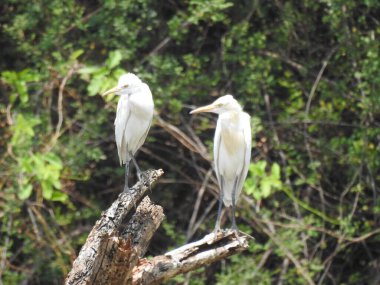 Güzel bir Hint grubuna ve barajın arka suyundaki bir ağaç dalındaki bekâr beyaz turna kuşuna yakın çekim..