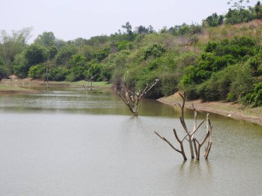 Güzel bir Hint grubuna ve barajın arka suyundaki bir ağaç dalındaki bekâr beyaz turna kuşuna yakın çekim..