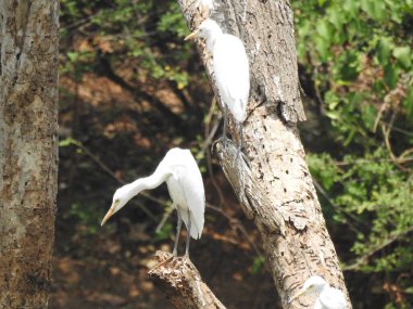 Güzel bir Hint grubuna ve barajın arka suyundaki bir ağaç dalındaki bekâr beyaz turna kuşuna yakın çekim..