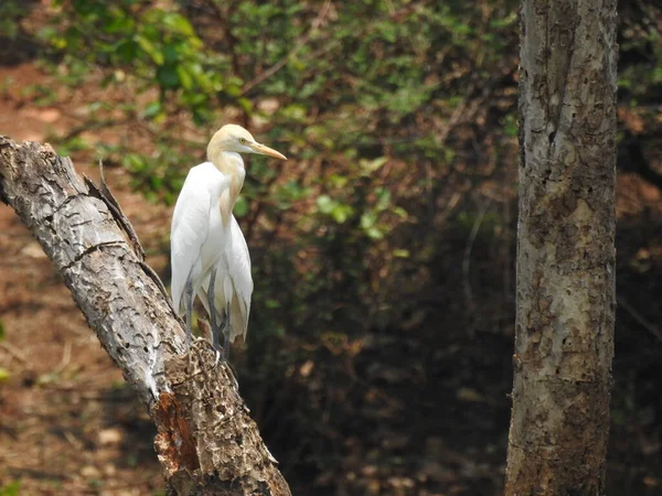 Крупный План Красивой Индийской Группы Одинокой Белой Журавлиной Птицы Ветке — стоковое фото
