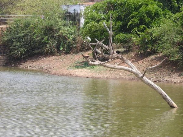 Güzel Bir Hint Grubuna Barajın Arka Suyundaki Bir Ağaç Dalındaki — Stok fotoğraf