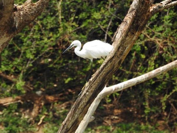 Gros Plan Beau Groupe Indien Unique Grue Blanche Oiseau Dans — Photo