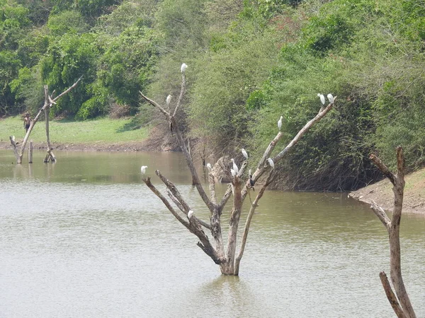 Primer Plano Del Hermoso Grupo Indio Solo Pájaro Grulla Blanco —  Fotos de Stock