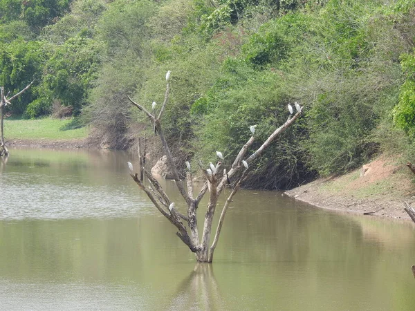Closeup Beautiful Indian Group Single White Crane Bird Tree Branch — Stock Photo, Image